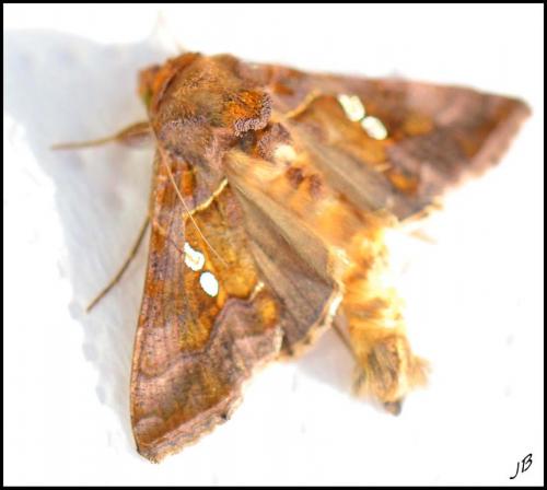 Réf. 193 621 : Chrysodeixis chalcites